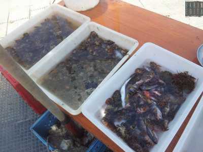 �Sciri� (donzelle), �perchie� (sciarrani), �cani� (perchie), �sbarrette� (sparaglioni) e vari tipi di tordi sono le vittime preferite di questi marinai, che una volta rientrati si recano a vendere il pescato sui banconi del molo San Nicola